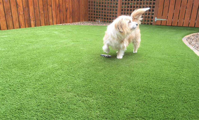 pet friendly artificial grass
