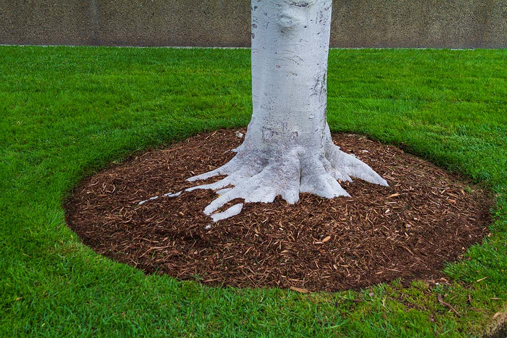 tree care Melbourne