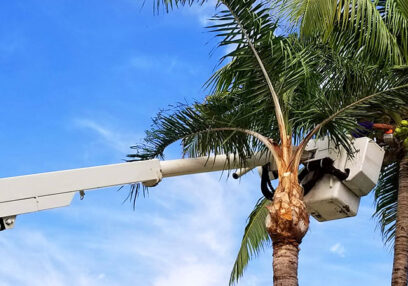 Palm Tree Removal