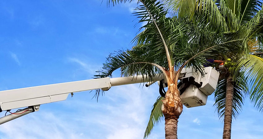 Palm Tree Removal