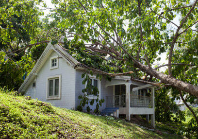 emergency branch cutting Sydney