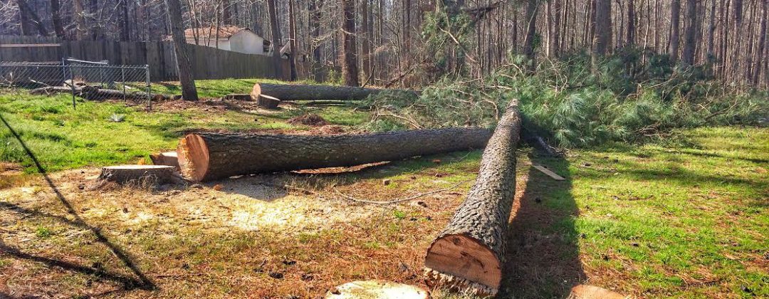 tree removal Brisbane