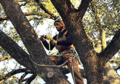 Affordable tree removal Melbourne