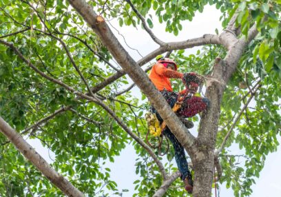 budget tree lopping Brisbane