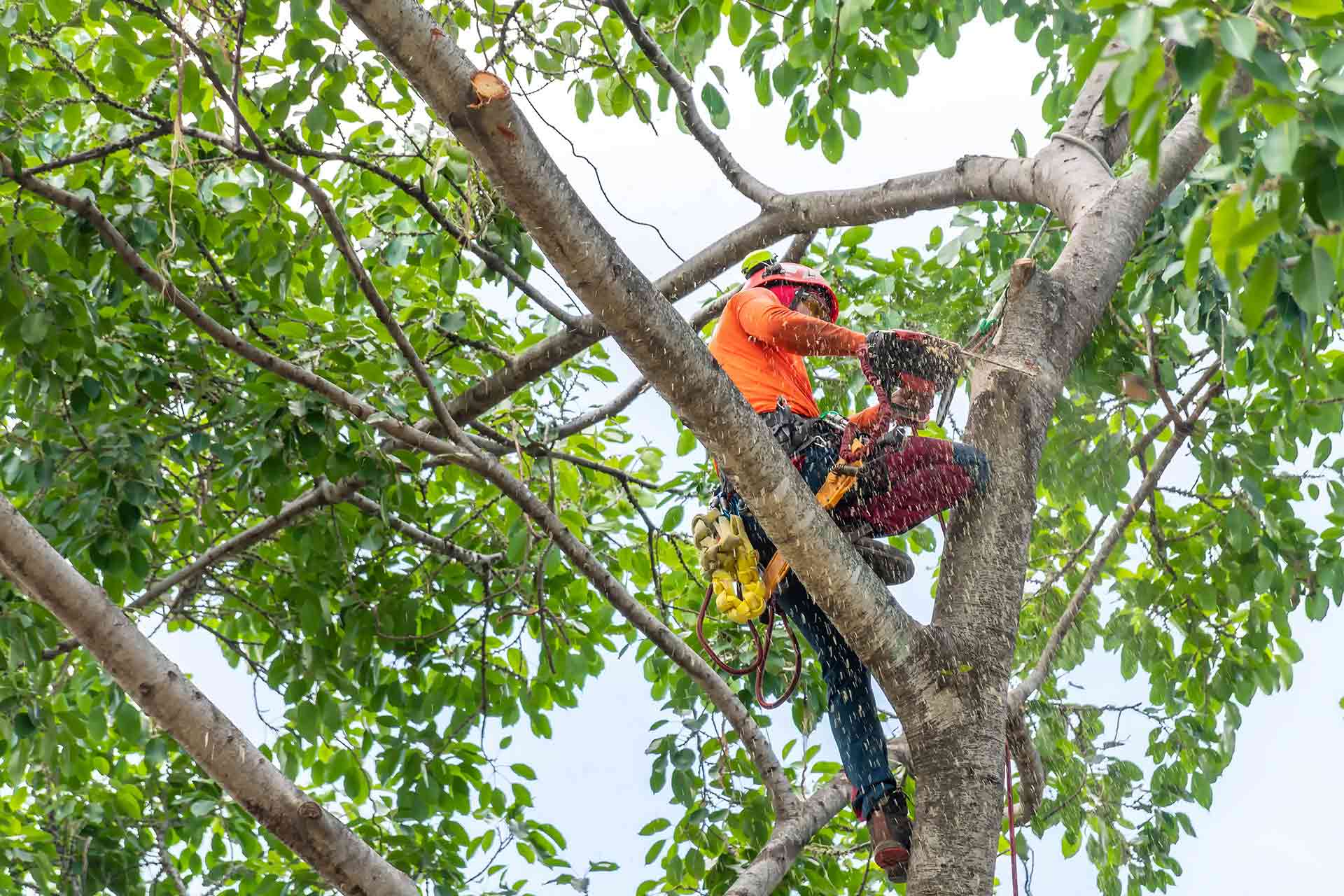 budget tree lopping Brisbane