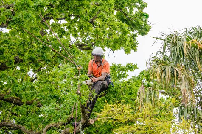 Melbourne tree services